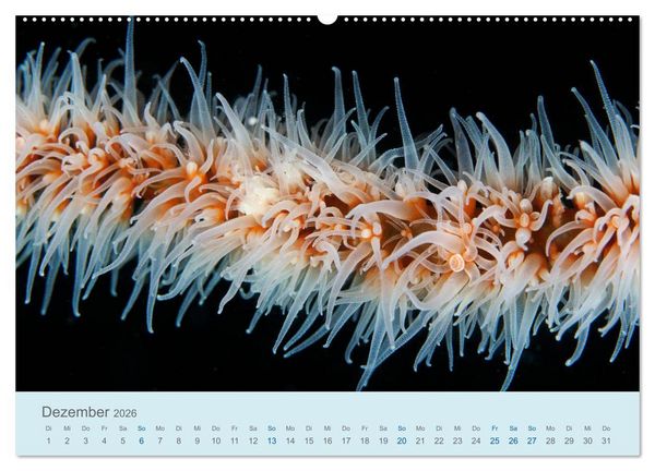 Produktbild: Abenteuer Unterwasser (Wandkalender 2026 DIN A2 quer), CALVENDO Monatskalender