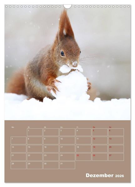 Produktbild: Eichh&ouml;rnchen - Planer (Wandkalender 2026 DIN A3 hoch), CALVENDO Monatskalender
