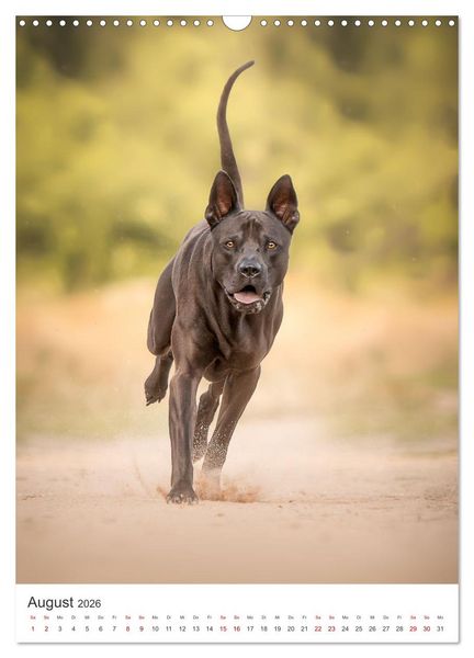 Produktbild: Hunde - Unsere treuen Wegbegleiter. (Wandkalender 2026 DIN A3 hoch), CALVENDO Monatskalender