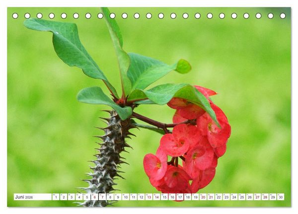 Produktbild: Asiatische Blumenpracht (Tischkalender 2026 DIN A5 quer), CALVENDO Monatskalender