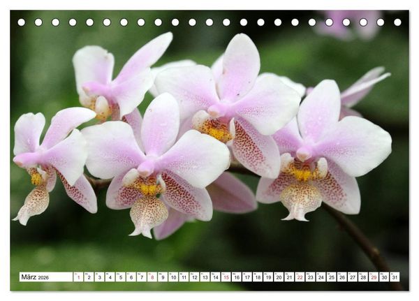 Produktbild: Prachtvolle Orchideen (Tischkalender 2026 DIN A5 quer), CALVENDO Monatskalender