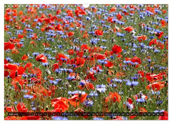 Produktbild: Farbtupfer auf sommerlichen Feldern - Mohn und Kornblumen (Wandkalender 2026 DIN A3 quer), CALVENDO Monatskalender