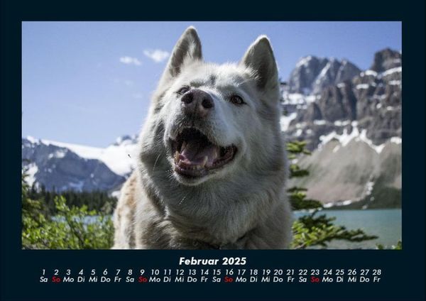 Produktbild: Hunde Kalender 2025 Fotokalender DIN A4