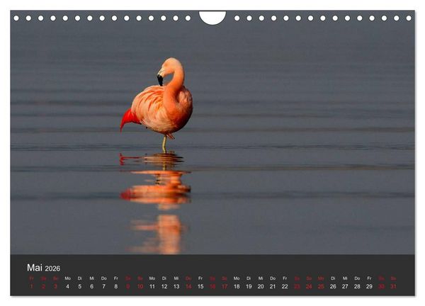 Produktbild: Pretty Flamingo (Wandkalender 2026 DIN A4 quer), CALVENDO Monatskalender
