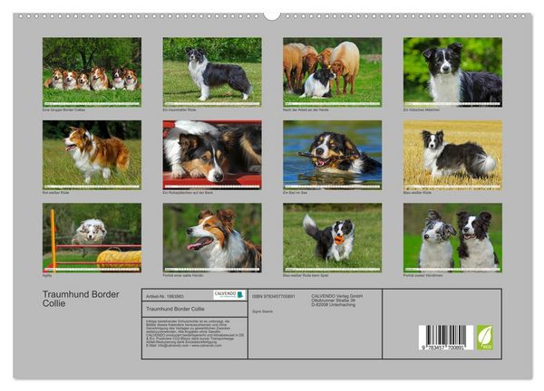 Produktbild: Traumhund Border Collie (hochwertiger Premium Wandkalender 2026 DIN A2 quer), Kunstdruck in Hochglanz