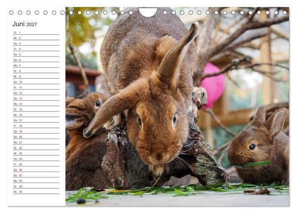 Produktbild: Eine gl&uuml;ckliche Kaninchenfamilie (Wandkalender 2027 DIN A4 quer), CALVENDO Monatskalender