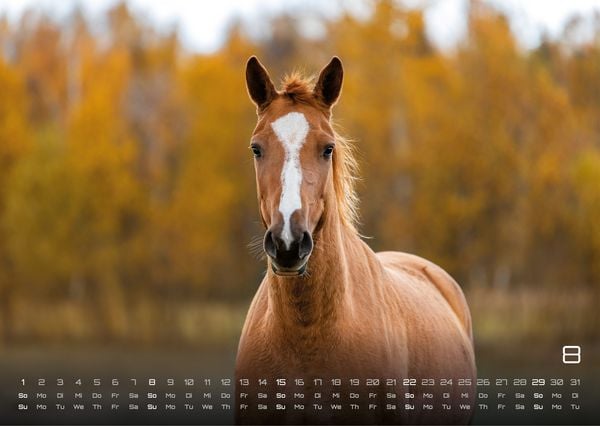 Produktbild: Pferdegefl&uuml;ster - Der Pferdekalender - 2027 - Kalender DIN A3