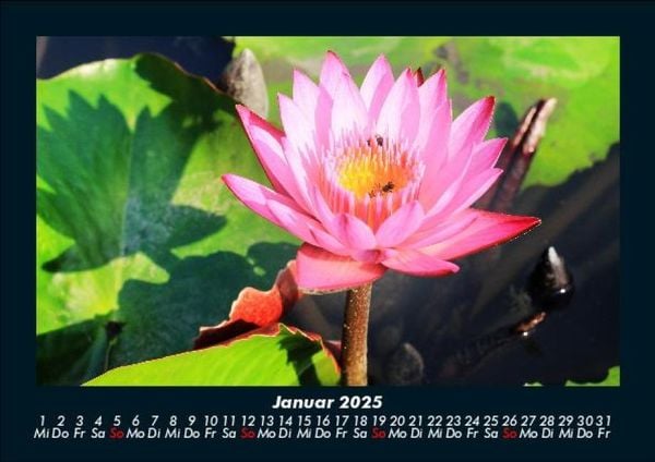 Produktbild: Blumentr&auml;ume 2025 Fotokalender DIN A5