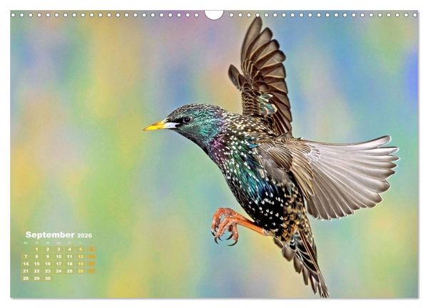 Produktbild: V&ouml;gel in unserer Heimat: Kiebitz, Wiedehopf und Turteltaube (Wandkalender 2026 DIN A3 quer), CALVENDO Monatskalender