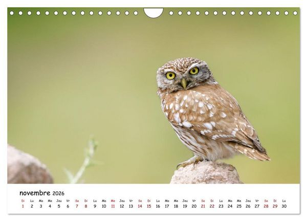 Produktbild: La vie des chouettes, les dames de la nuit (Calendrier mural 2026 DIN A4 vertical), CALVENDO calendrier mensuel