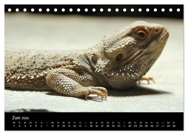 Produktbild: Reptilien 2026 (Tischkalender 2026 DIN A5 quer), CALVENDO Monatskalender