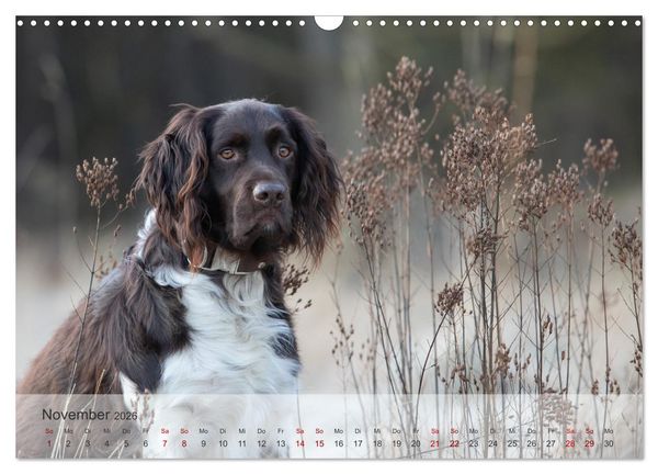 Produktbild: Der kleine M&uuml;nsterl&auml;nder (Wandkalender 2026 DIN A3 quer), CALVENDO Monatskalender