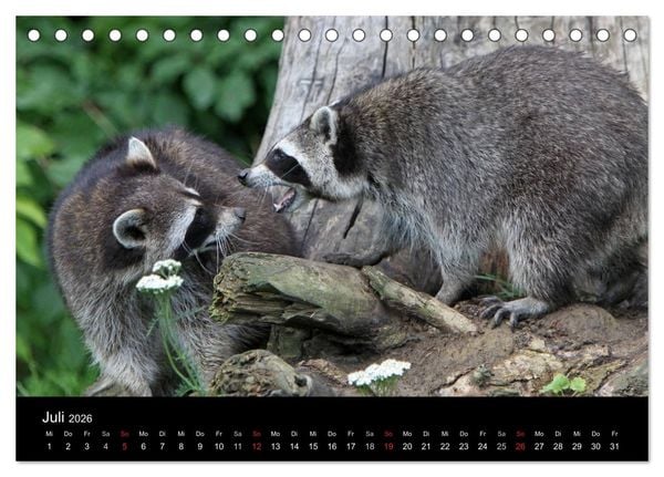 Produktbild: Waschb&auml;ren (Tischkalender 2026 DIN A5 quer), CALVENDO Monatskalender