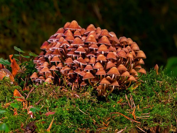 Produktbild: CALVENDO Puzzle Pilzgruppe 1000 Teile Lege-Gr&ouml;&szlig;e 640 x 480 cm Foto-Puzzle Bild von Peter Roder