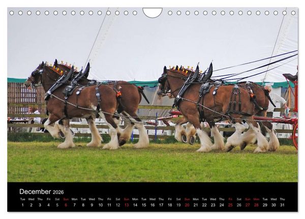 Produktbild: BIG BOLD AND BEAUTIFUL (Wall Calendar 2026 DIN A4 landscape), CALVENDO 12 Month Wall Calendar