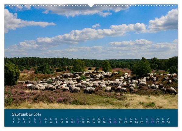 Produktbild: Heidschnucken, die pr&auml;chtigen Schafe der L&uuml;neburger Heide (hochwertiger Premium Wandkalender 2026 DIN A2 quer), Kunstdruck in Hochglanz