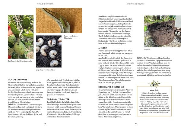 Produktbild: Olivenbaum ganz einfach