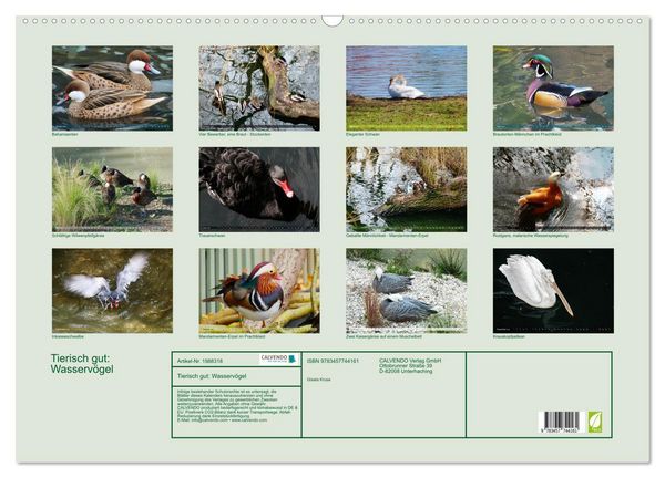 Produktbild: Tierisch gut: Wasserv&ouml;gel (Wandkalender 2026 DIN A2 quer), CALVENDO Monatskalender