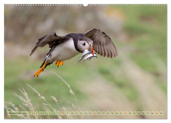 Produktbild: Papageientaucher - Farbenfrohe Flieger der Natur (Wandkalender 2026 DIN A2 quer), CALVENDO Monatskalender