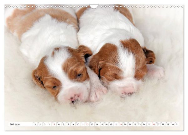 Produktbild: Irish Red and White Setter Welpen (Wandkalender 2026 DIN A3 quer), CALVENDO Monatskalender