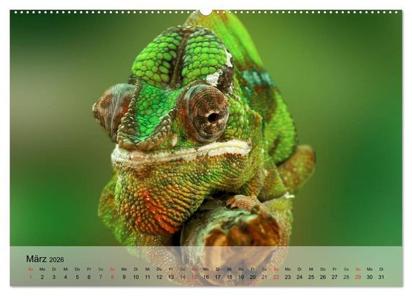 Produktbild: Reptilien Schlangen, Echsen und Co. (hochwertiger Premium Wandkalender 2026 DIN A2 quer), Kunstdruck in Hochglanz