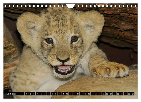 Produktbild: GROSSKATZEN GANZ KLEIN (Wandkalender 2026 DIN A4 quer), CALVENDO Monatskalender