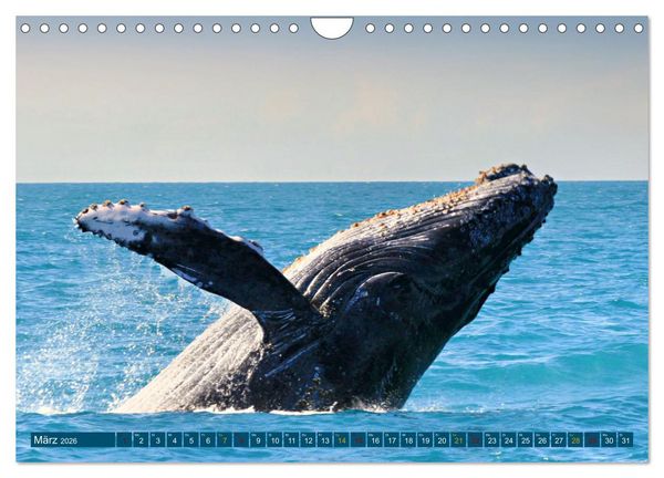 Produktbild: Big Five Australiens Buckelwal, Walhai, Orca, Quokka,K&auml;nguru (Wandkalender 2026 DIN A4 quer), CALVENDO Monatskalender