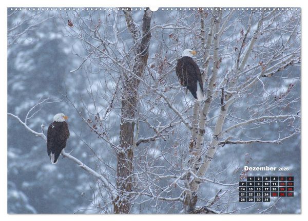 Produktbild: American Wildlife (hochwertiger Premium Wandkalender 2026 DIN A2 quer), Kunstdruck in Hochglanz
