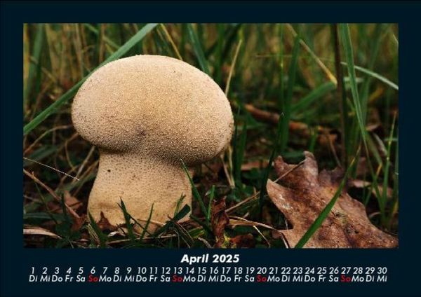 Produktbild: Pilzkalender 2025 Fotokalender DIN A5