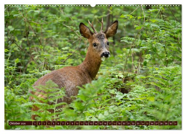 Produktbild: Zauberhafte Wesen - anmutiges Rehwild (hochwertiger Premium Wandkalender 2026 DIN A2 quer), Kunstdruck in Hochglanz