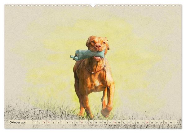 Produktbild: Magyar Vizsla 2026 (hochwertiger Premium Wandkalender 2026 DIN A2 quer), Kunstdruck in Hochglanz