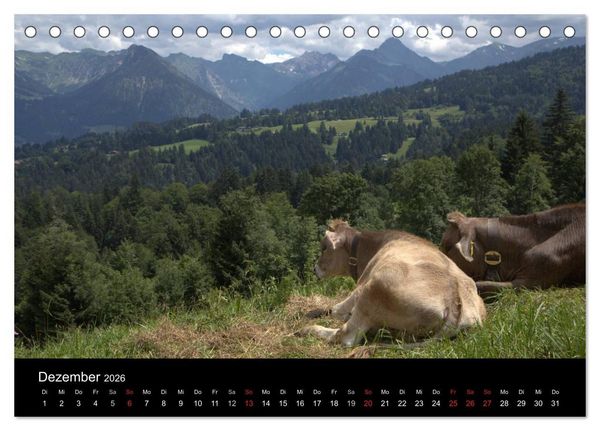 Produktbild: Gl&uuml;ckliches Rindvieh 2026 (Tischkalender 2026 DIN A5 quer), CALVENDO Monatskalender
