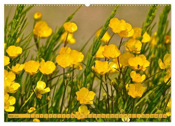 Produktbild: Wildwuchs 2026 (hochwertiger Premium Wandkalender 2026 DIN A2 quer), Kunstdruck in Hochglanz