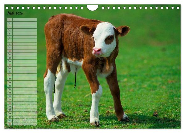 Produktbild: Rinder auf dem Lande (Wandkalender 2026 DIN A4 quer), CALVENDO Monatskalender
