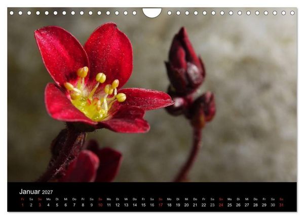 Produktbild: Blumige Farben (Wandkalender 2027 DIN A4 quer), CALVENDO Monatskalender