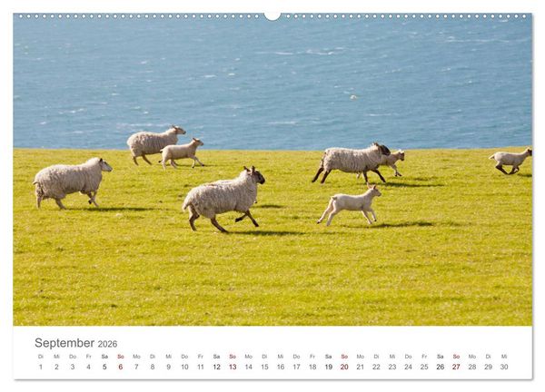 Produktbild: Schafe - Weich und wollig (hochwertiger Premium Wandkalender 2026 DIN A2 quer), Kunstdruck in Hochglanz