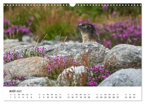 Produktbild: Le monde des marmottes en Haute Maurienne (Calendrier mural 2027 DIN A3 vertical), CALVENDO calendrier mensuel