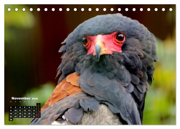 Produktbild: Greifv&ouml;gel, Eulen und K&auml;uze (Tischkalender 2026 DIN A5 quer), CALVENDO Monatskalender
