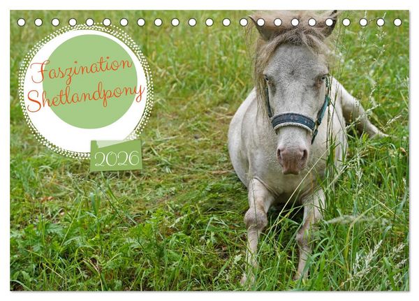 Faszination Shetlandpony (Tischkalender 2026 DIN A5 quer), CALVENDO Monatskalender