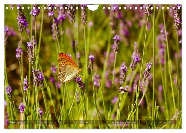 Produktbild: Lavendel. Der Duft der Provence (Wandkalender 2026 DIN A4 quer), CALVENDO Monatskalender