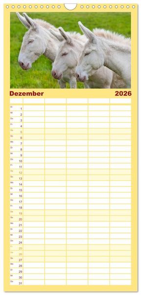 Produktbild: Familienplaner 2026 - Esel - h&uuml;bsch, klug und flei&szlig;ig mit 5 Spalten (Wandkalender, 21 x 45 cm) CALVENDO