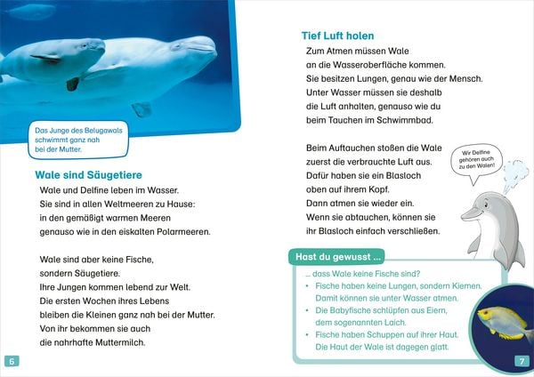 Produktbild: WAS IST WAS Erstes Lesen. Wale und Delfine