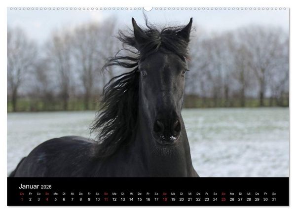 Produktbild: Friesen - Sch&ouml;nheit, Kraft und Eleganz (hochwertiger Premium Wandkalender 2026 DIN A2 quer), Kunstdruck in Hochglanz
