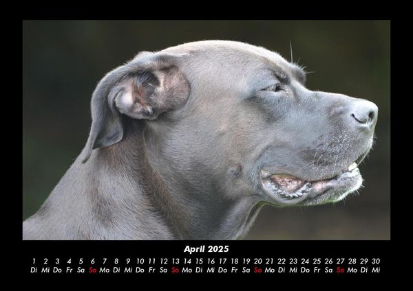 Produktbild: Hundezauber 2025 Fotokalender DIN A3