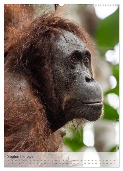 Produktbild: BORNEO Bedrohtes Paradies (Wandkalender 2026 DIN A2 hoch), CALVENDO Monatskalender