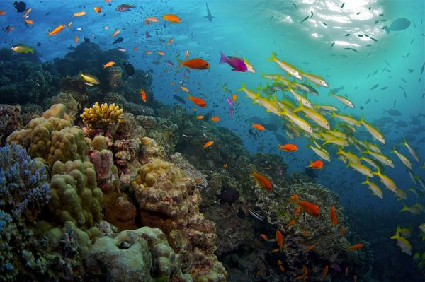 Produktbild: Das Great Barrier Reef - Naturwunder der Superlative