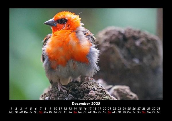 Produktbild: Vogelparadies 2025 Fotokalender DIN A3