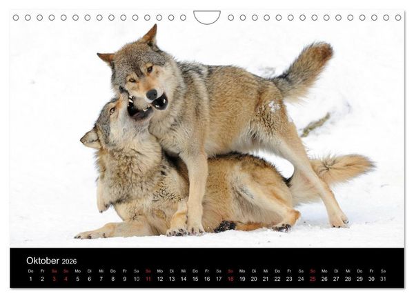Produktbild: Kanadische W&ouml;lfe im Winter (Wandkalender 2026 DIN A4 quer), CALVENDO Monatskalender