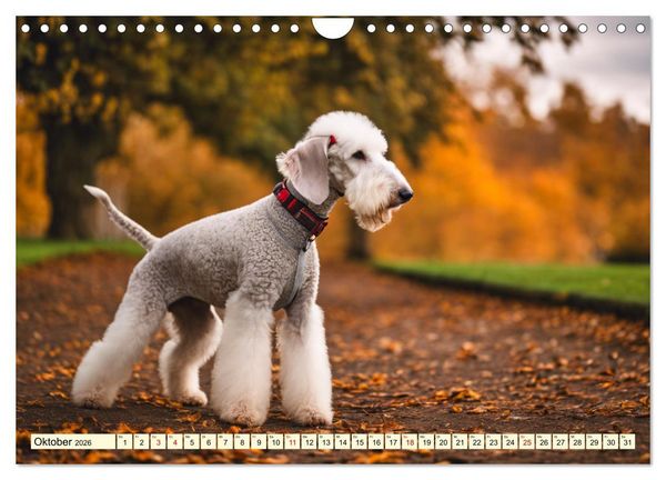 Produktbild: Bedlington Terrier - Hunde im Schafspelz (Wandkalender 2026 DIN A4 quer), CALVENDO Monatskalender