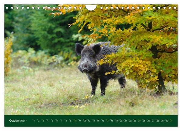 Produktbild: Wild Boars (Wall Calendar 2027 DIN A4 landscape), CALVENDO 12 Month Wall Calendar
